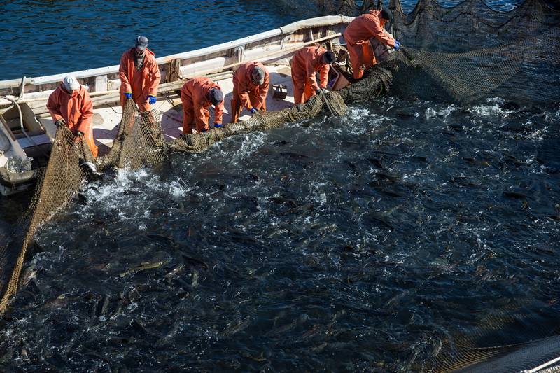 Некоторым сахалинским рыбопромышленникам придется обслуживать невода только с моря